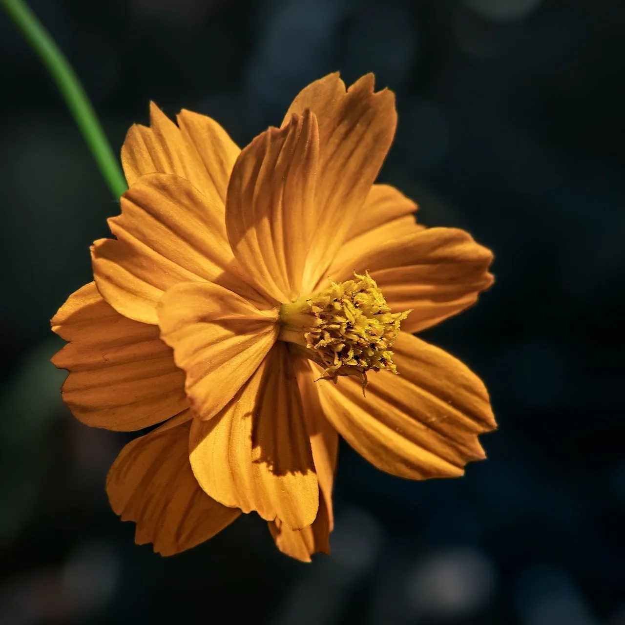 Vibrant Golden Hour Bloom: Nature's Delicate Masterpiece
