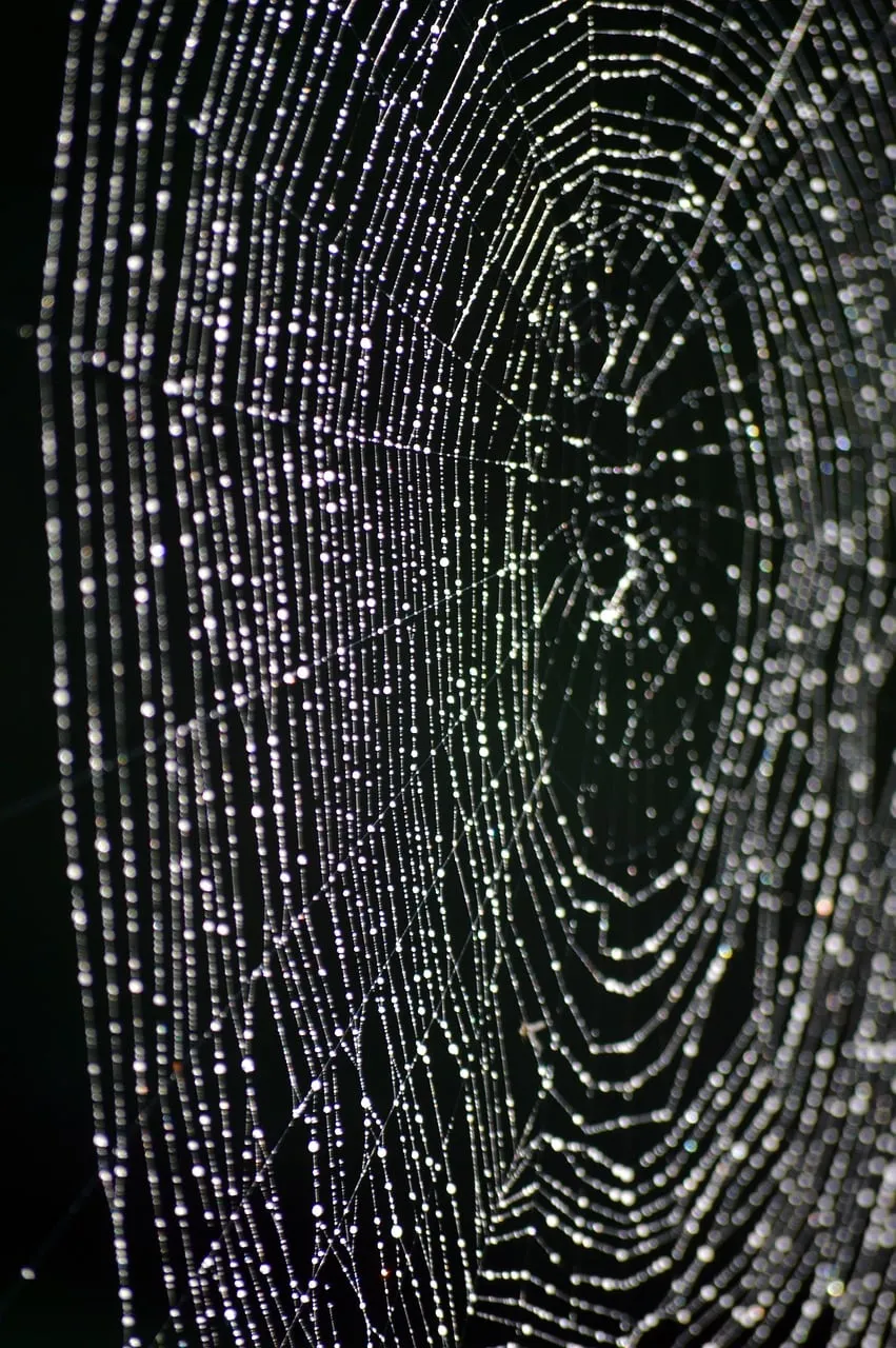 Sparkling Dewdrops Adorn a Delicate Spider Web at Dawn