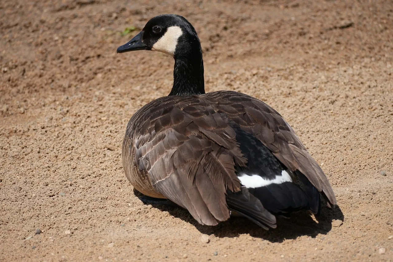 Serene Canadian Goose Rests on Sandy Beach