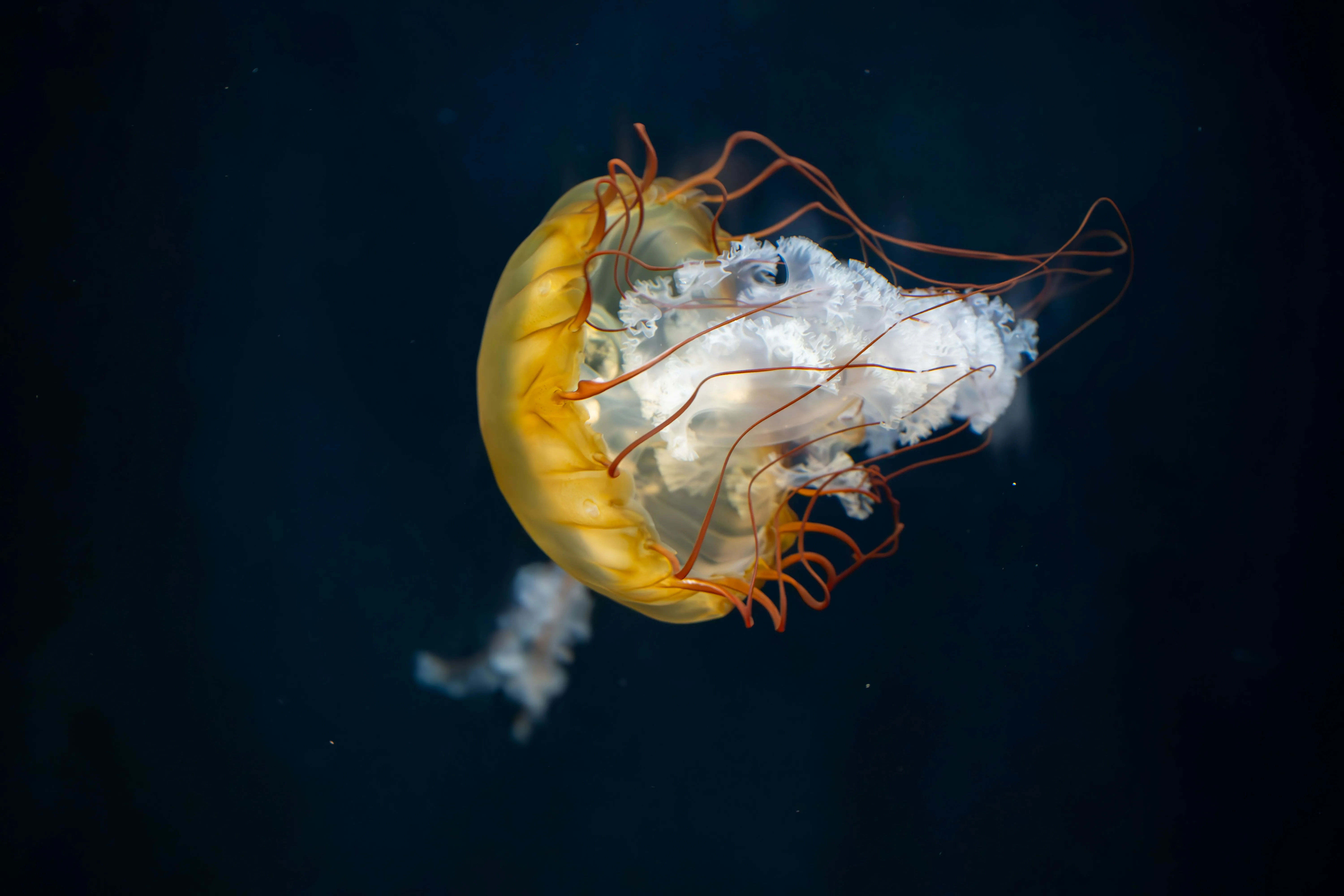 Mesmerizing Jellyfish: Ethereal Dance in Deep Waters