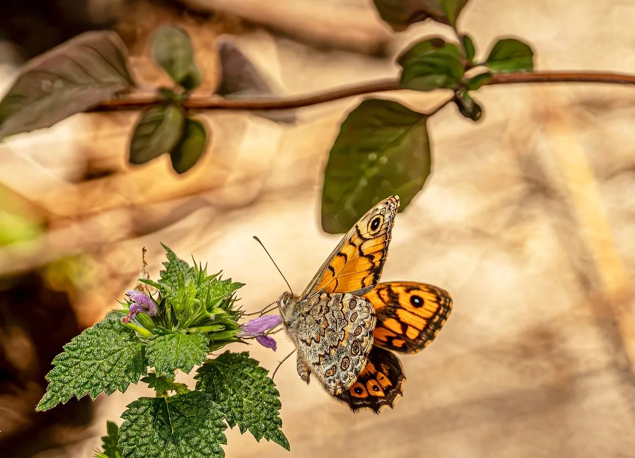 Vibrant Butterfly Savoring Nectar on a Wildflower