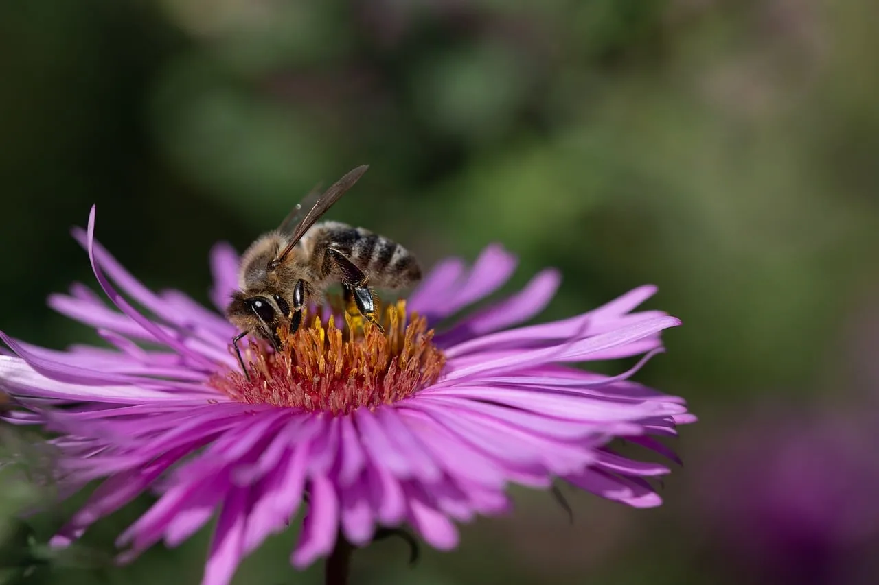 Vibrant Pink Aster: Bee's Nectar Quest in Macro Detail