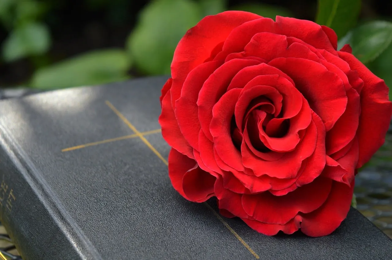 Vibrant Red Rose & Sacred Bible: Symbol of Faith & Love