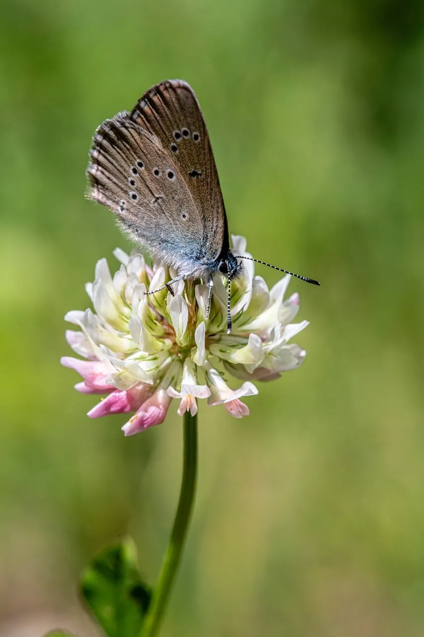 Enchanting Blue Butterfly on Clover in Macro Detail
