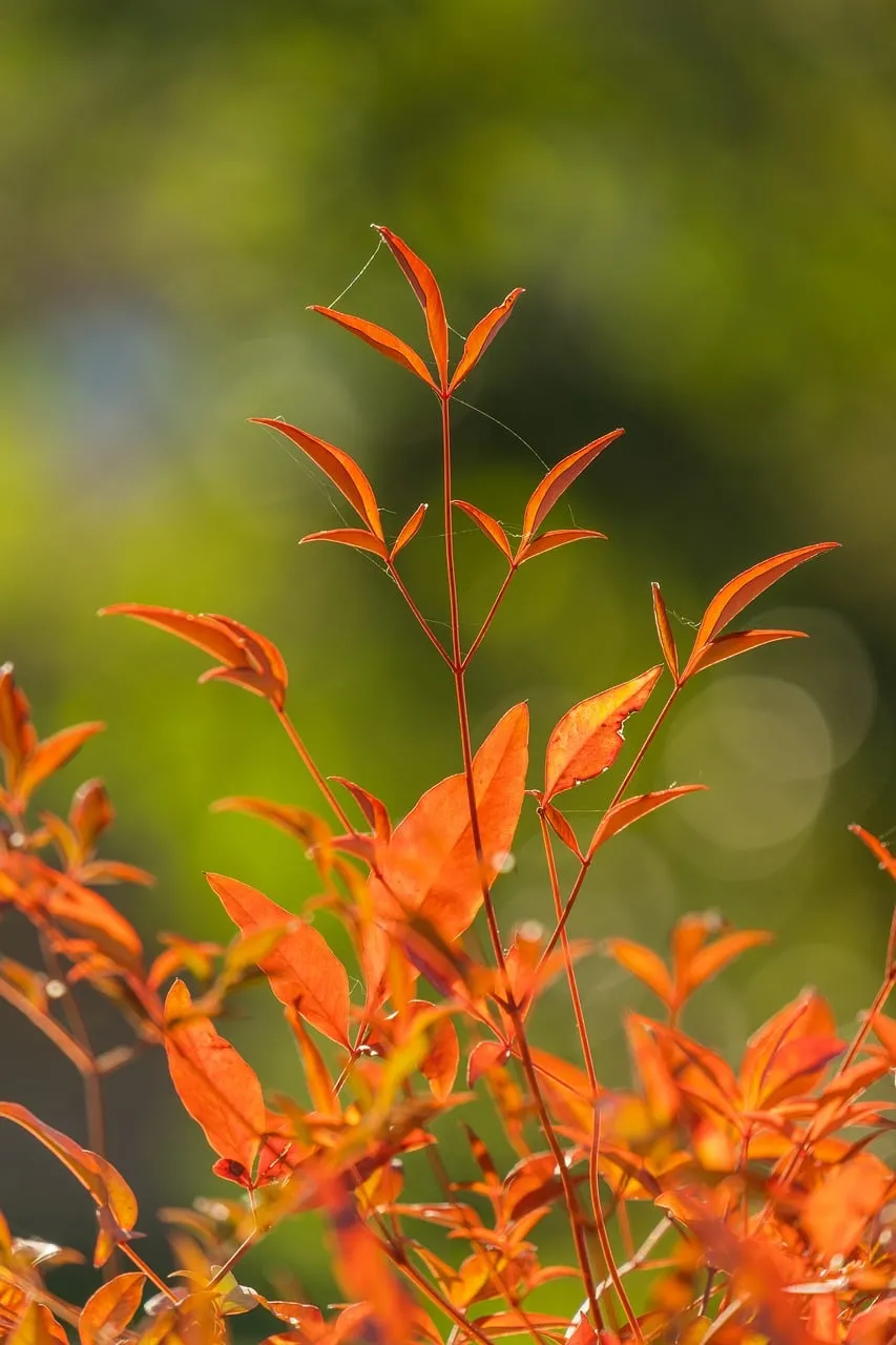 Vibrant Autumn Splendor: Fiery Leaves Bathed in Sunlight