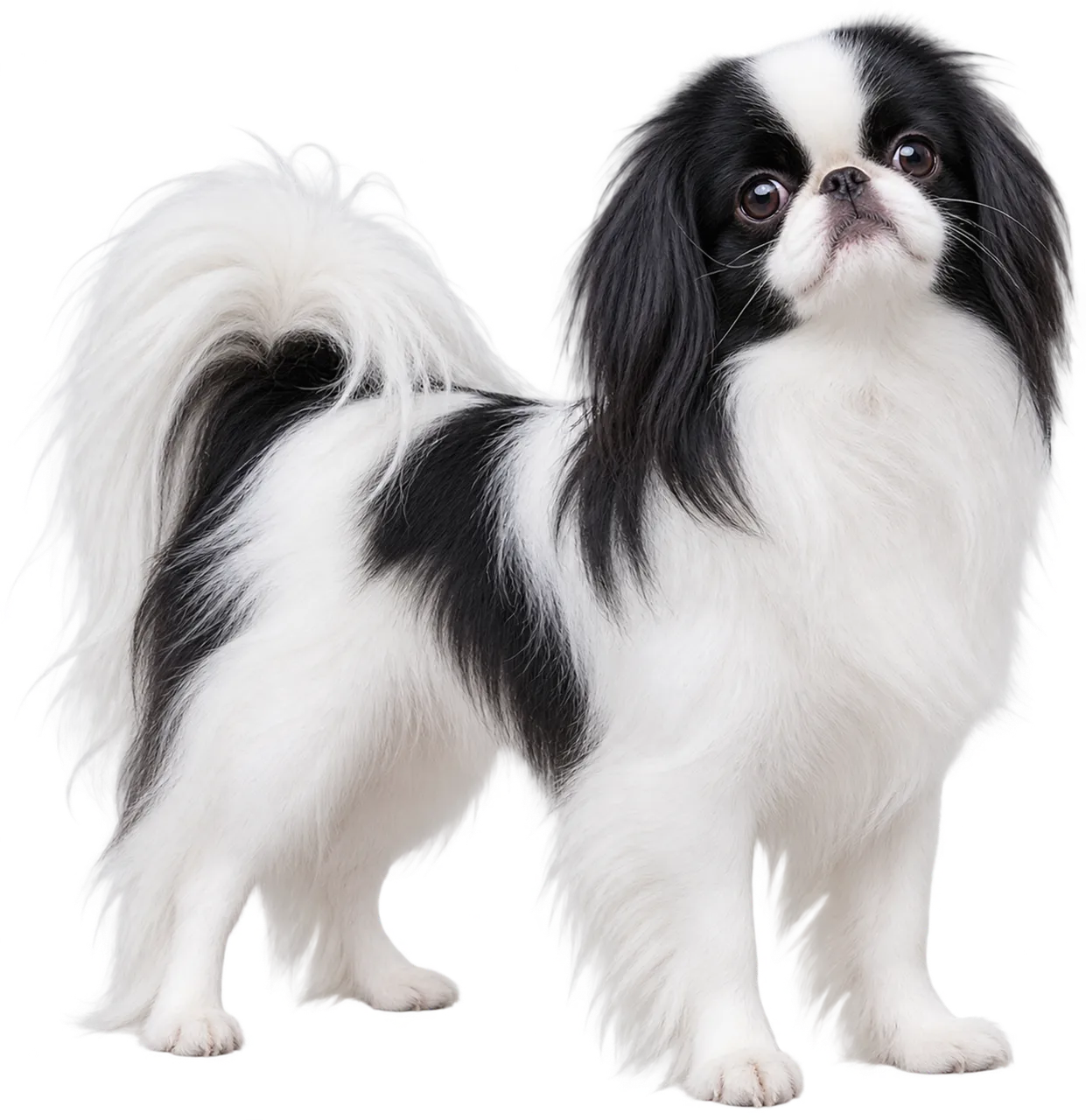 Charming Japanese Chin: Adorable Black and White Companion