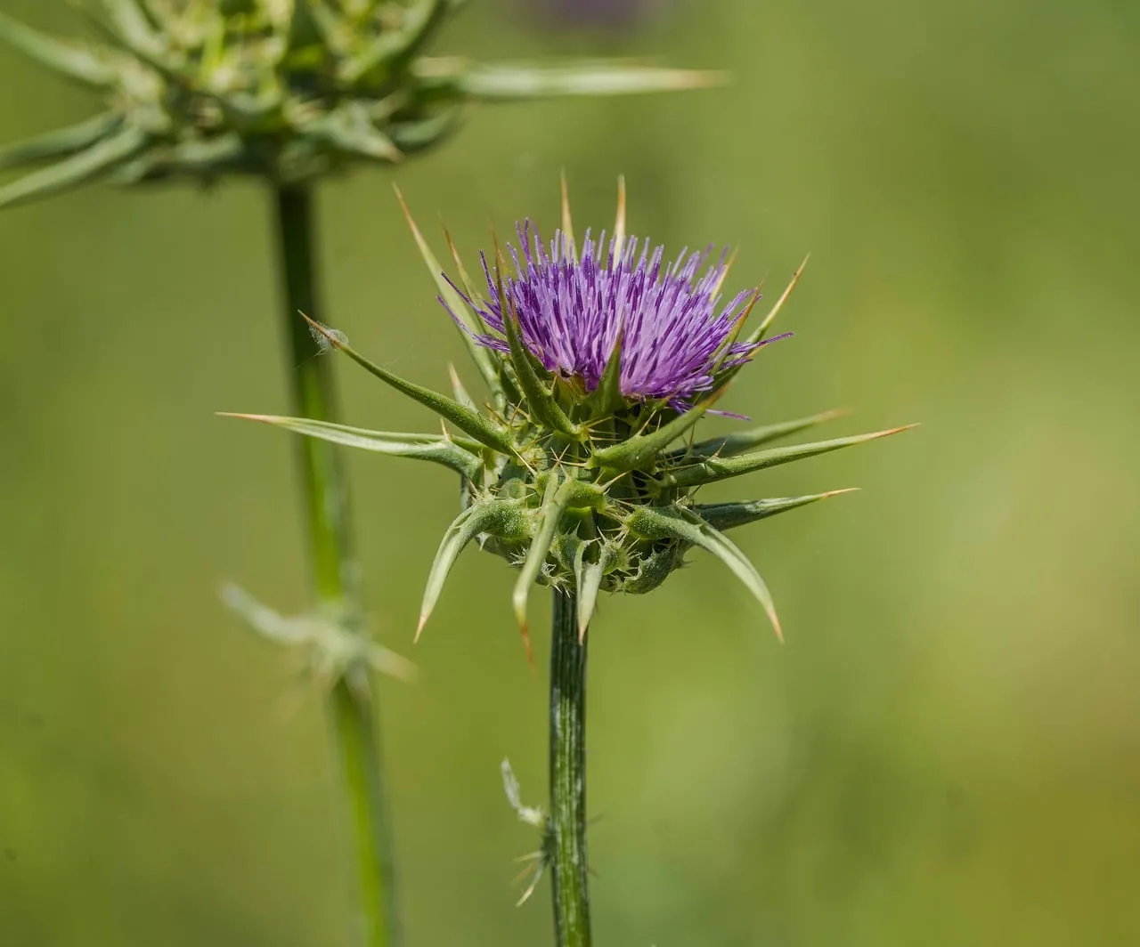 Vibrant Purple Milk Thistle Bloom in Lush Green Meadow