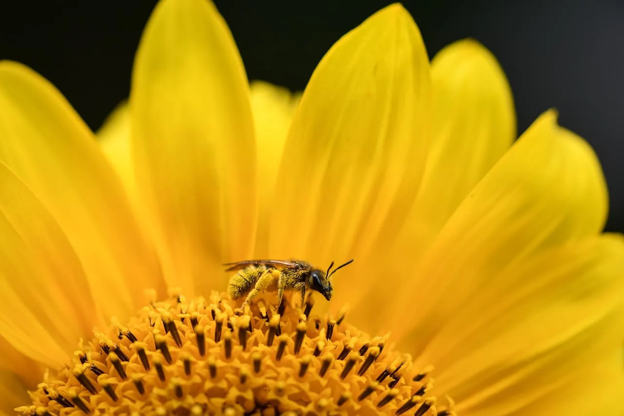 Vibrant Macro: Honey Bee on Golden Sunflower Bloom