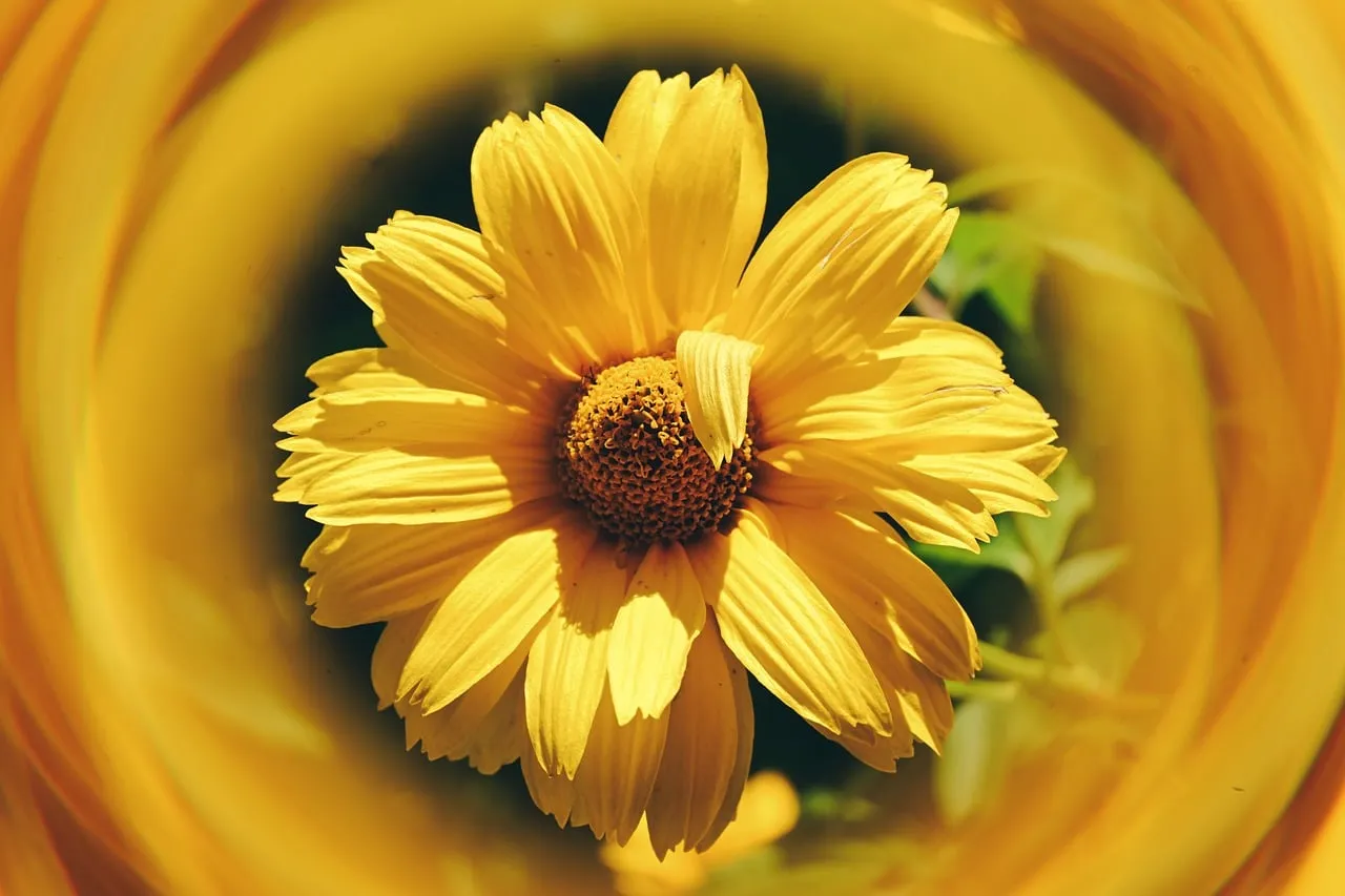 Vibrant Yellow Bloom: A Symphony of Petals in Sunlight