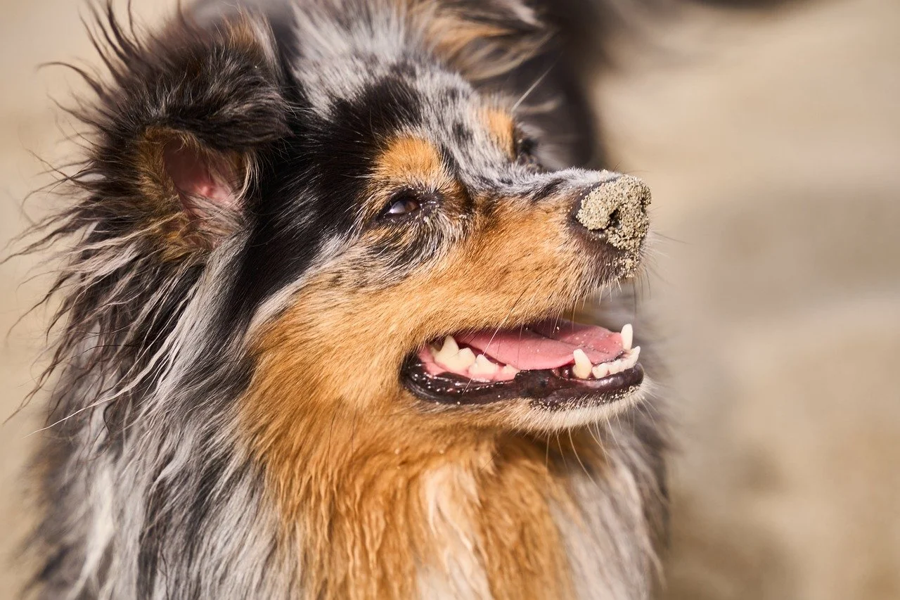 Charming Mini Australian Shepherd Portrait: Beach Day Fun