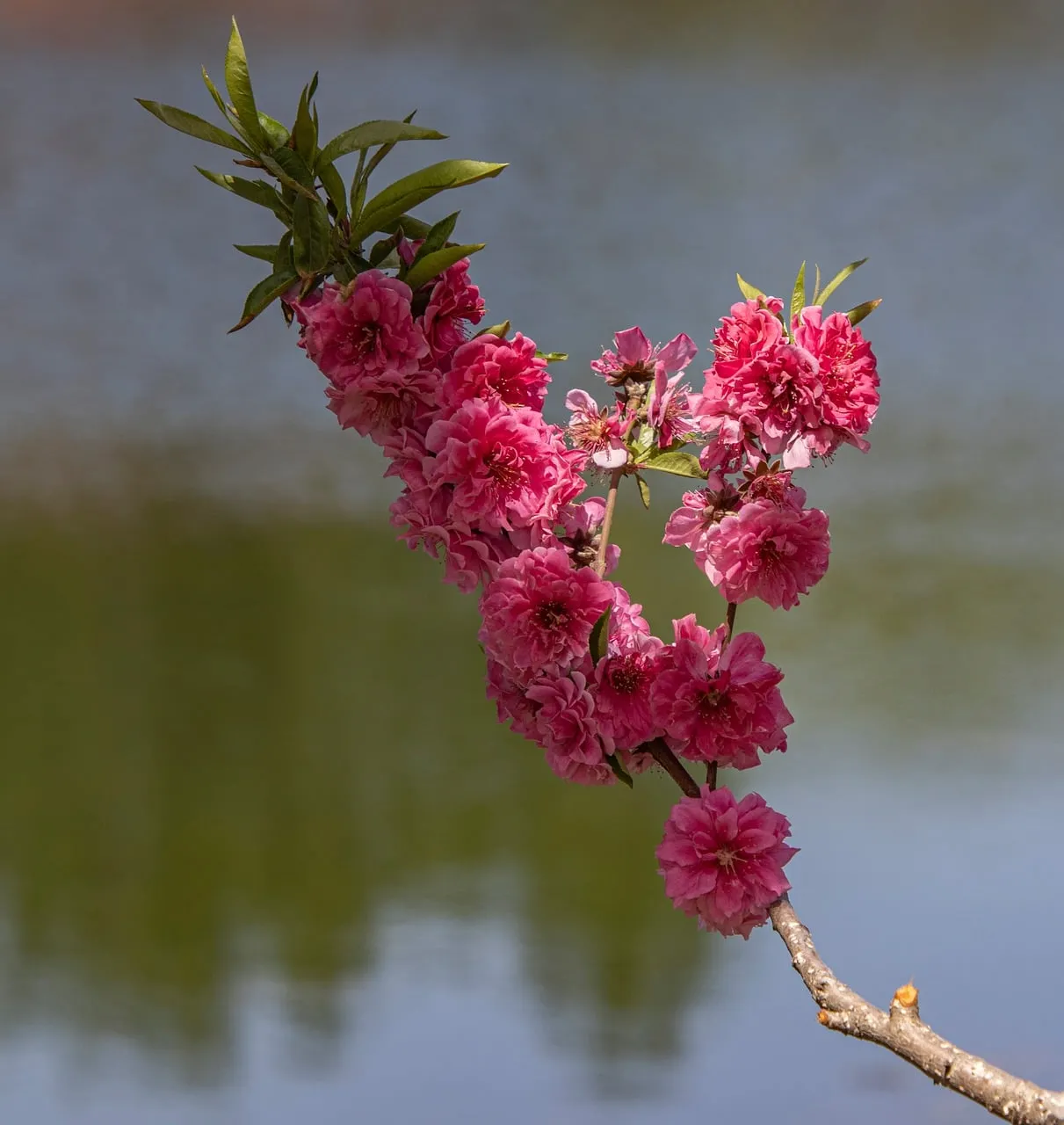 Vibrant Pink Peach Blossoms Reflecting Spring Serenity