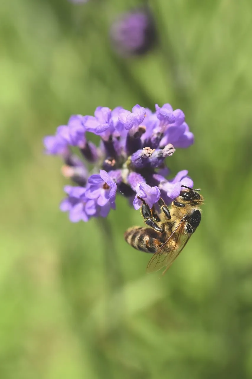Vibrant Lavender: Bee's Pollination Dance in Spring