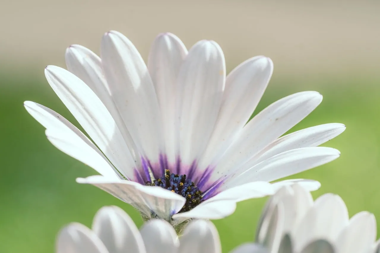 Stunning White Daisy Bloom: Nature's Delicate Beauty
