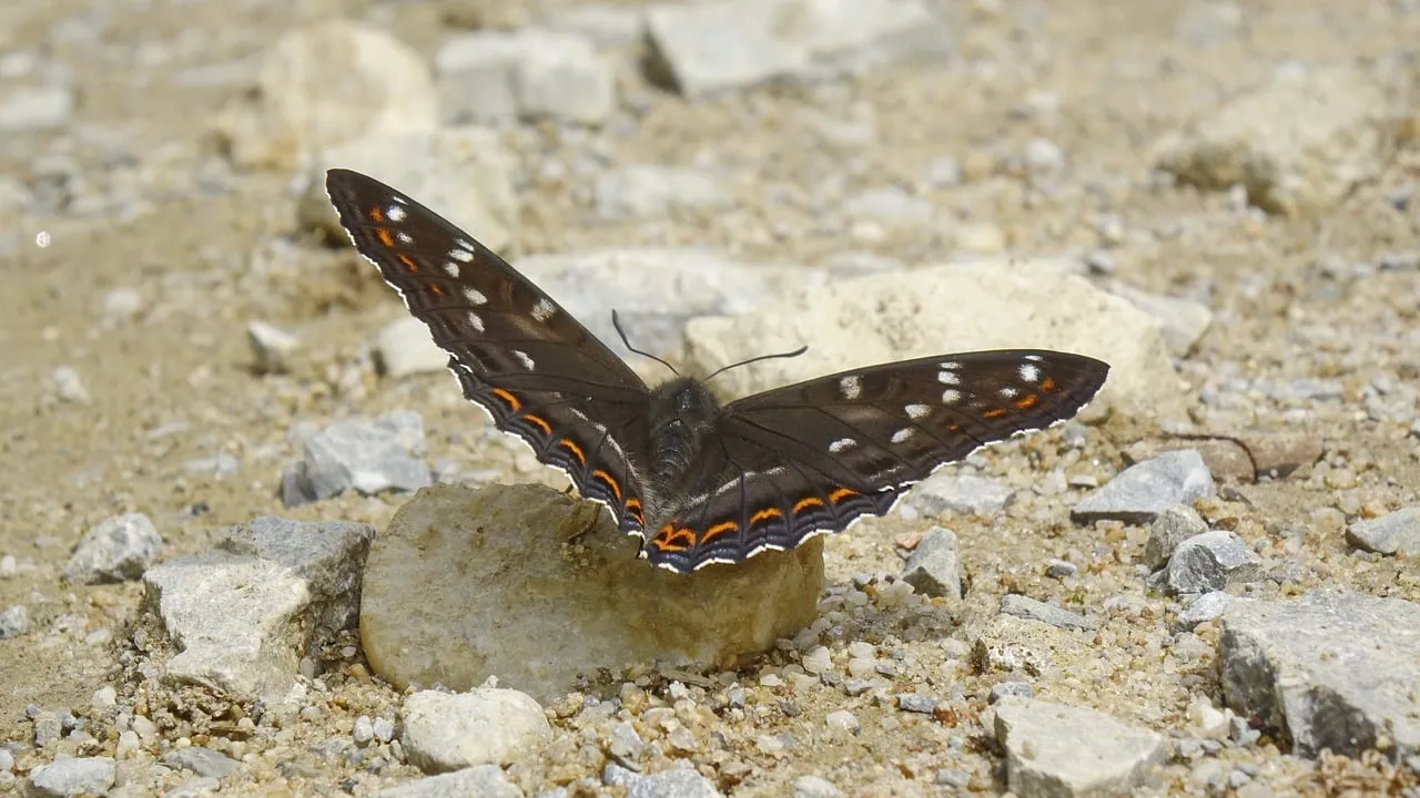 Stunning Black Butterfly: Nature's Intricate Earthy Beauty