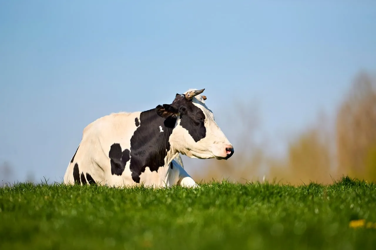 Idyllic Spring Rest: Holstein Cow in Green Pasture