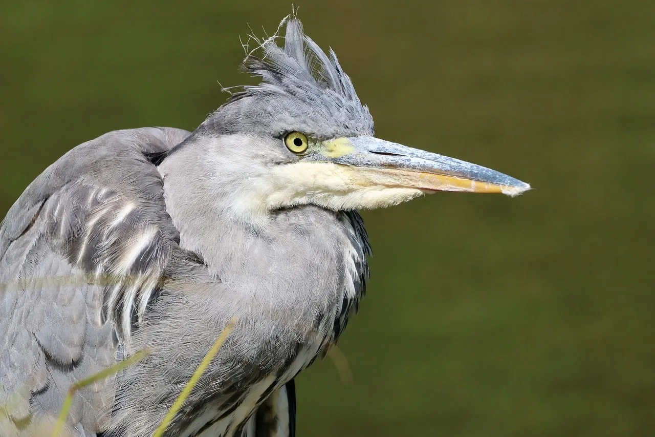 Majestic Heron Up Close: Nature's Graceful Waterfowl Portrait
