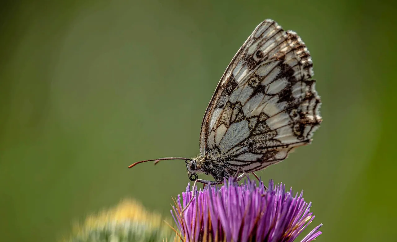 Stunning Macro: Chequered Butterfly on Purple Thistle