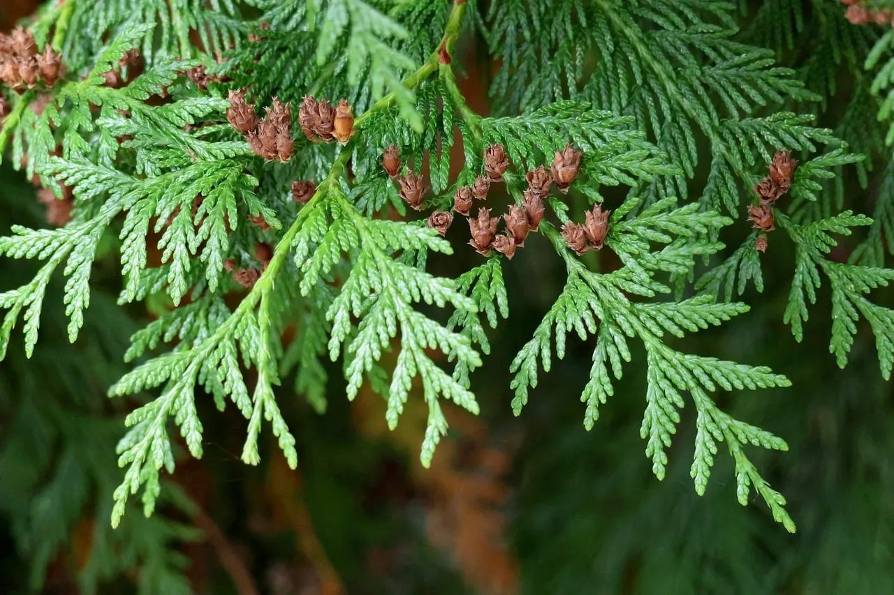 Vibrant Green Arborvitae: Nature's Lush Evergreen Hedge