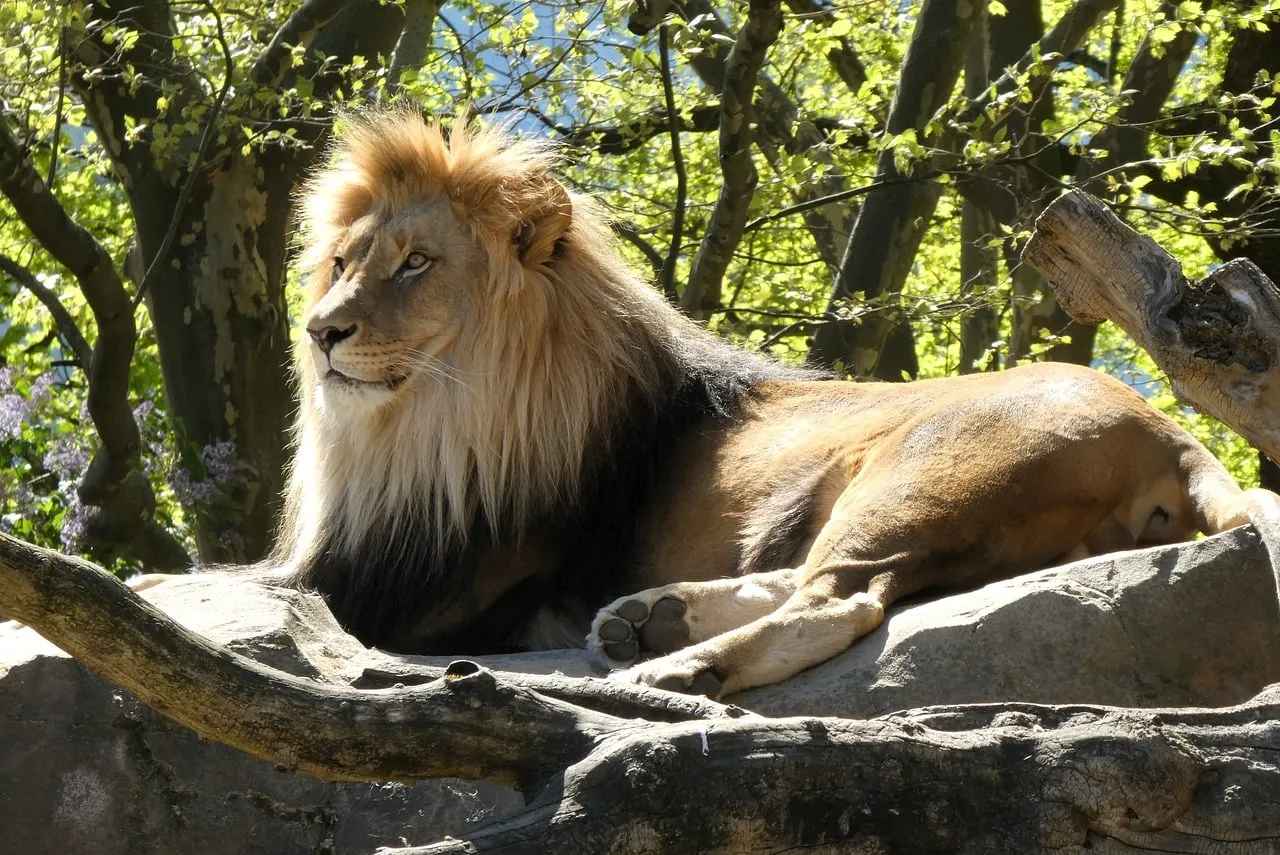 Majestic Lion Rests in Sunny Spring Foliage