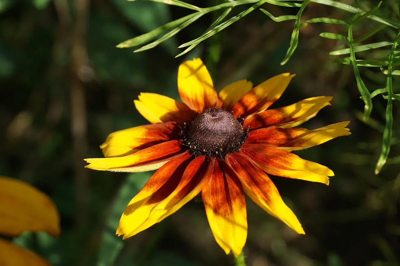 Vibrant Rudbeckia: A Dazzling Bloom in Golden Hues