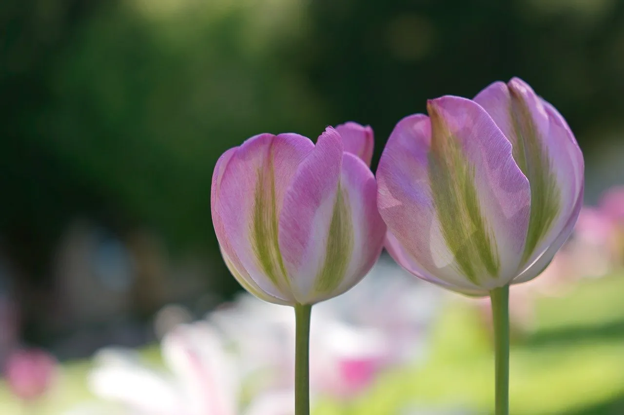Vibrant Pink Tulips: Spring's Delicate Embrace