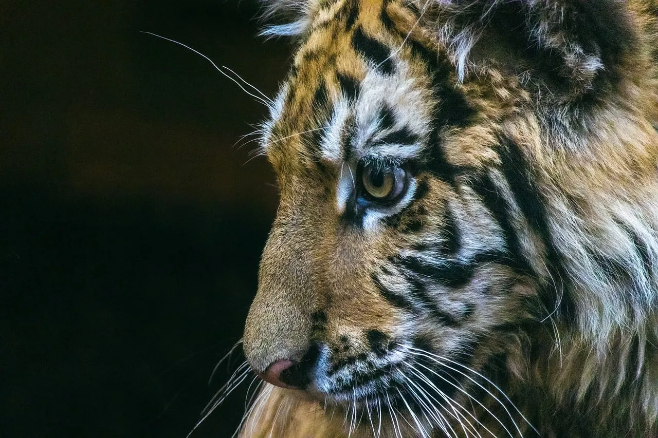Captivating Gaze: Close-up of a Young Tiger Cub's Profile
