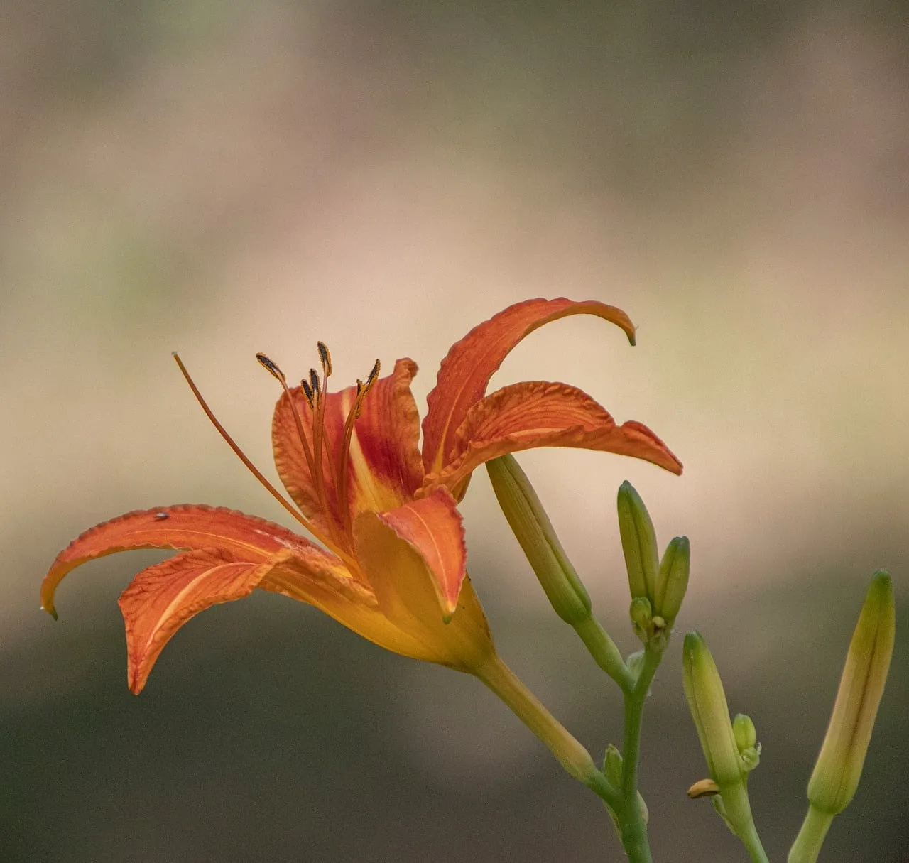 Vibrant Orange Daylily Blossom in Summer Garden