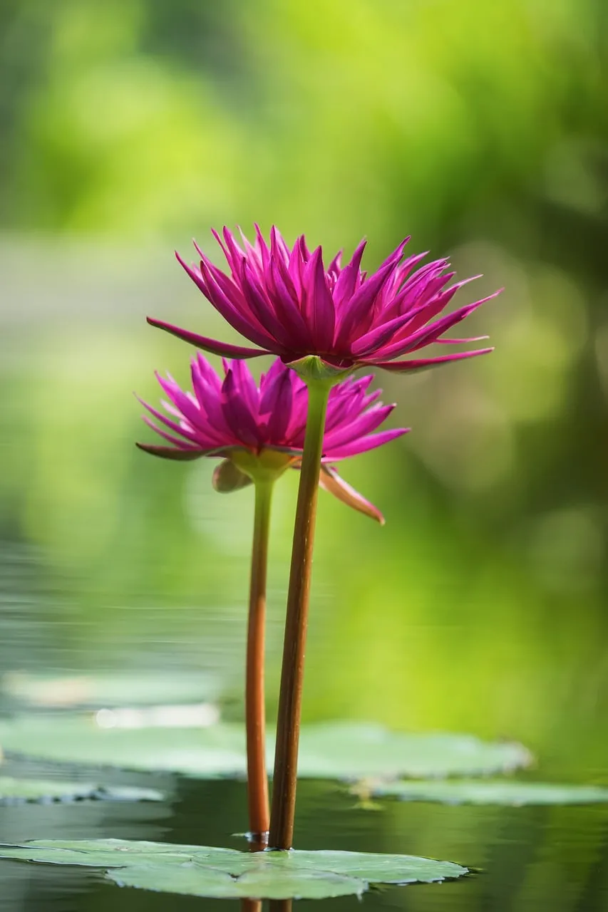 Vibrant Pink Lotus Bloom: Serene Pond Beauty