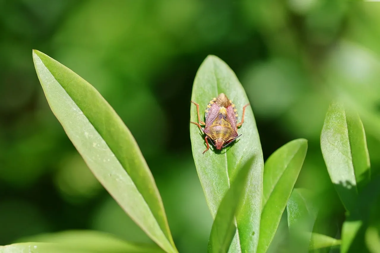 Vibrant Macro: Purple Shield Bug on Lush Green Leaf