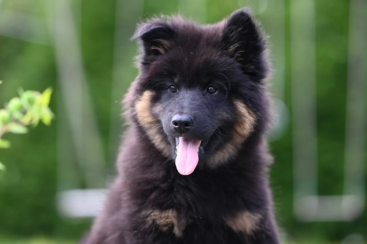 Adorable Eurasier Puppy: Fluffy Joy in Nature