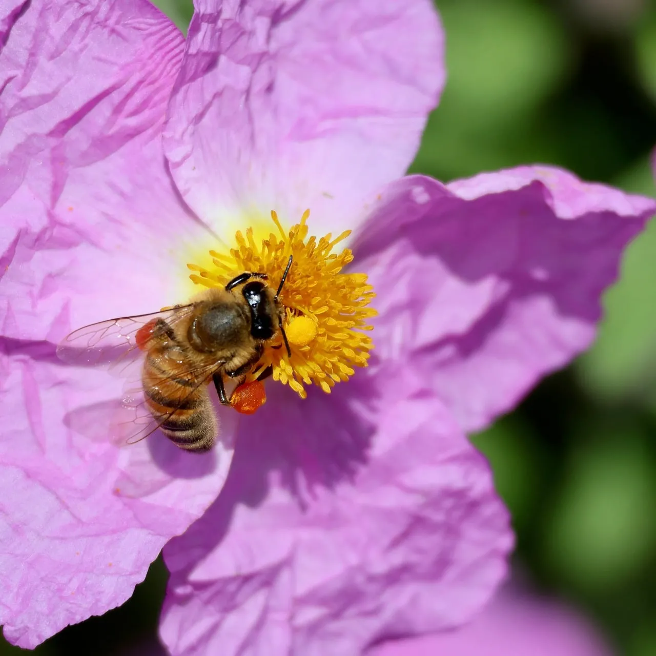 Vibrant Purple Rockrose: Busy Bee Collecting Golden Pollen