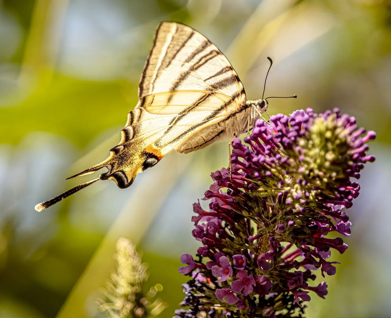 Vibrant Swallowtail Butterfly on Purple Blooms