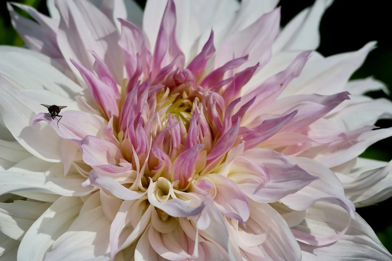 Stunning Dahlia: Pink & White Petals in Macro Detail