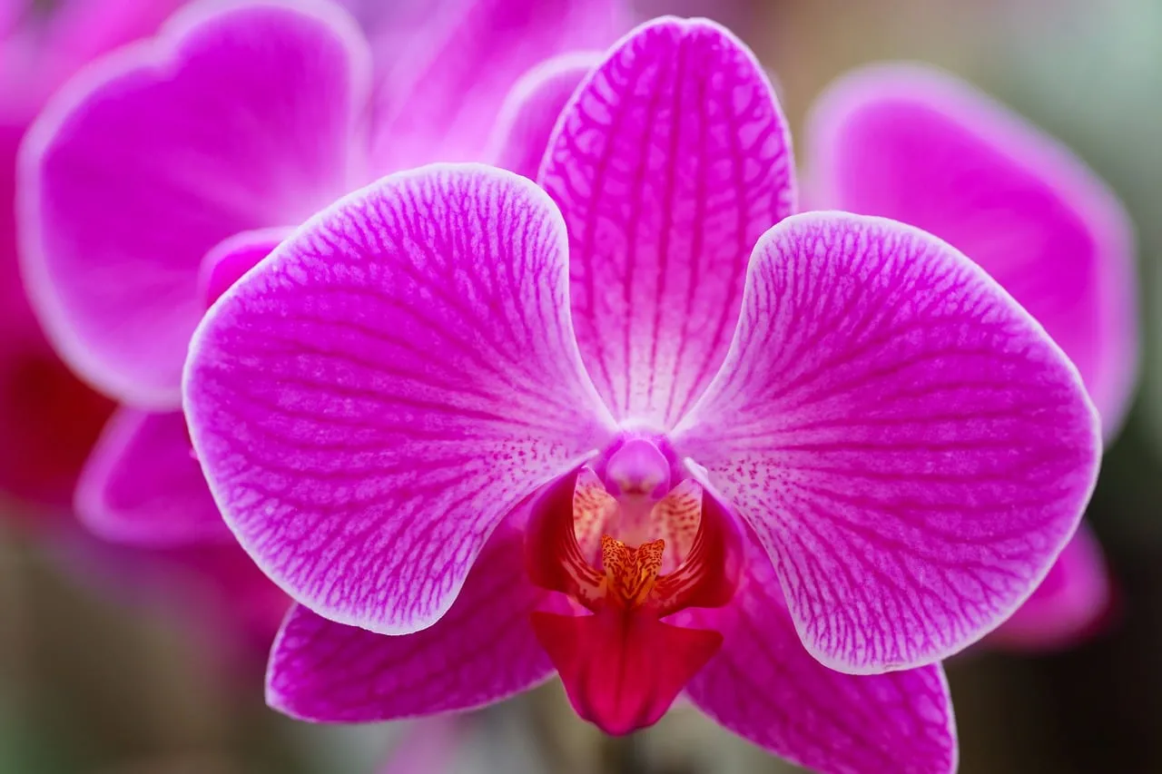Vibrant Pink Orchid: A Close-up of Nature's Delicate Beauty