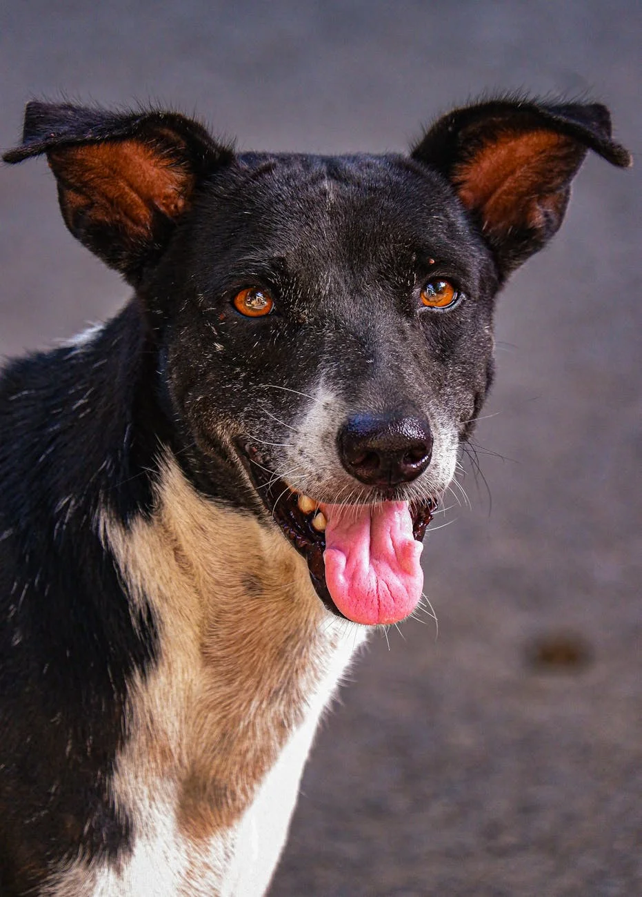 Joyful Pup: Black and White Dog's Playful Grin