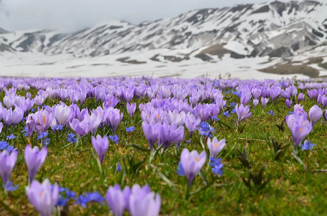 Breathtaking Crocus Bloom: Mountain Spring Awakening