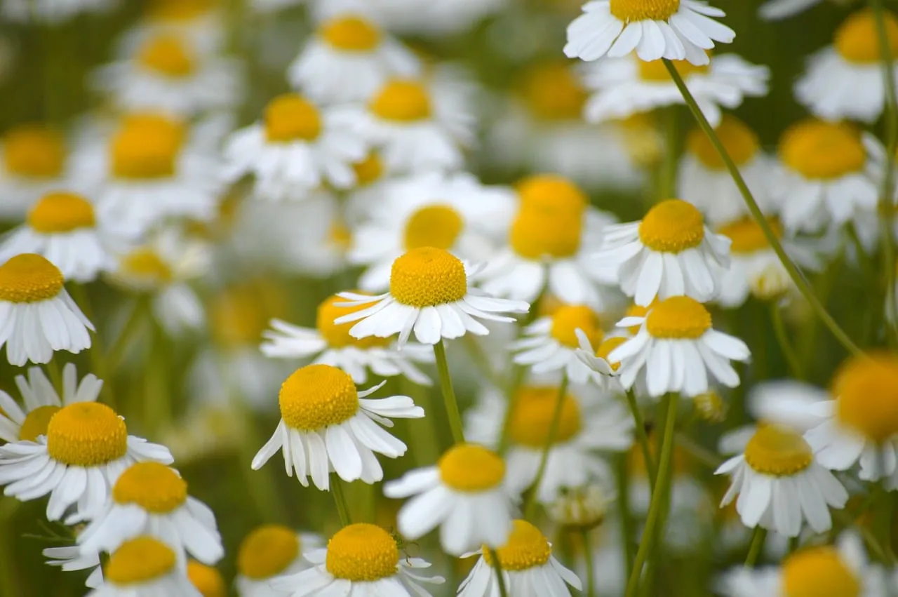 Vibrant Chamomile: A Field of Medicinal Serenity