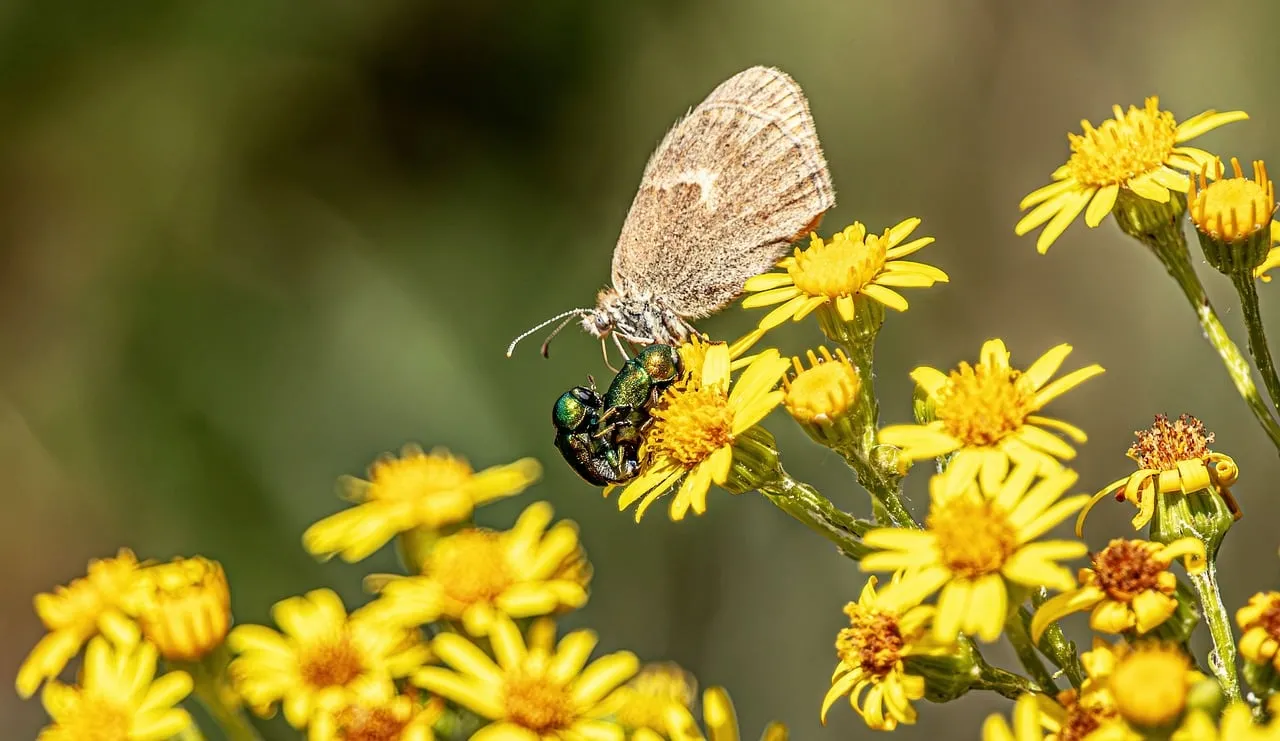 Vibrant Macro: Butterfly and Beetle on Golden Flowers