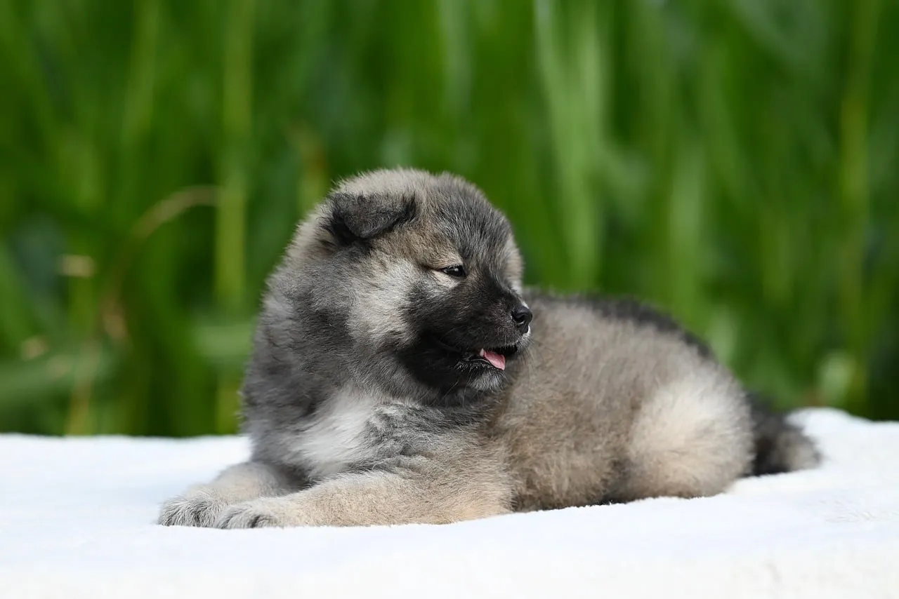 Adorable Fluffy Eurasier Puppy Resting on Green Grass