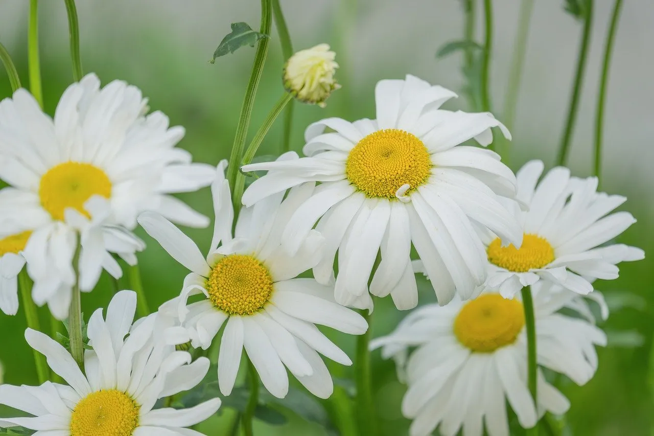 Vibrant Daisy Bloom: A Symphony of White and Yellow in Nature's Embrace