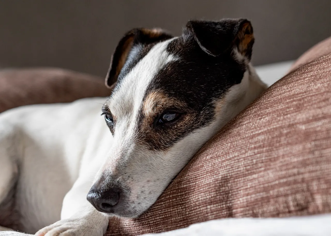 Charming Jack Russell Terrier: A Poignant Portrait of Canine Calm