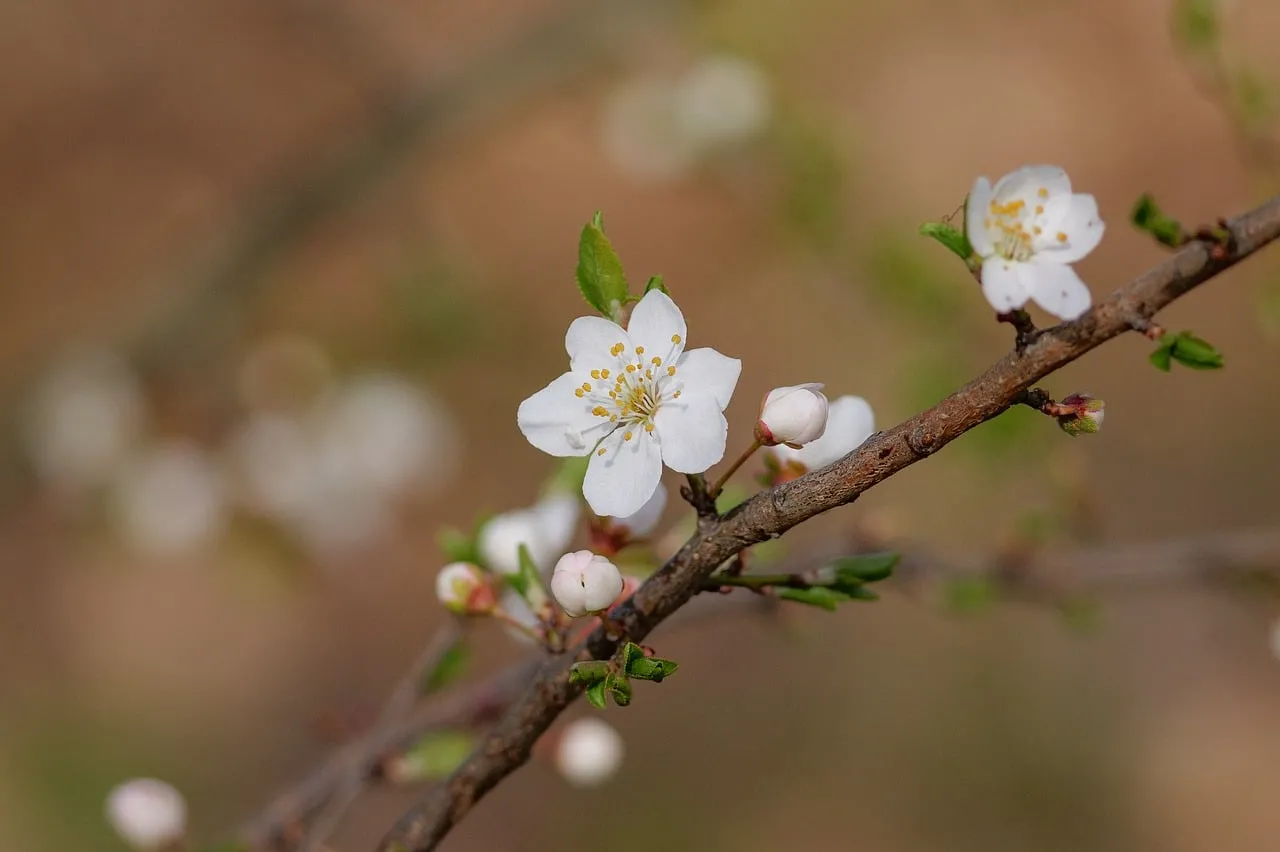 Exquisite White Blossoms: A Close-Up of Spring's Delicate Beauty