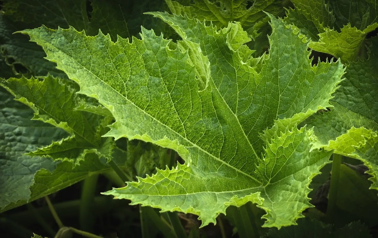 Vibrant Green Squash Leaf: Nature's Intricate Design