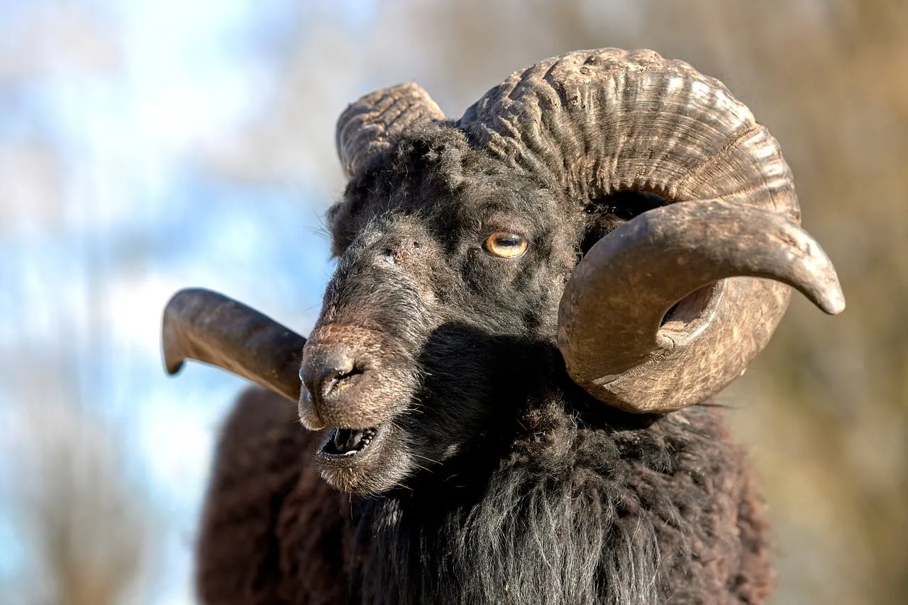 Majestic Ram: Detailed Portrait of a Wild Horned Sheep