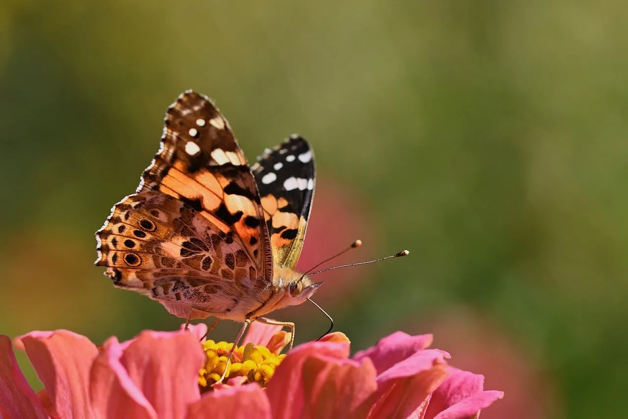 Vibrant Zinnia Delight: Painted Lady Butterfly Close-up