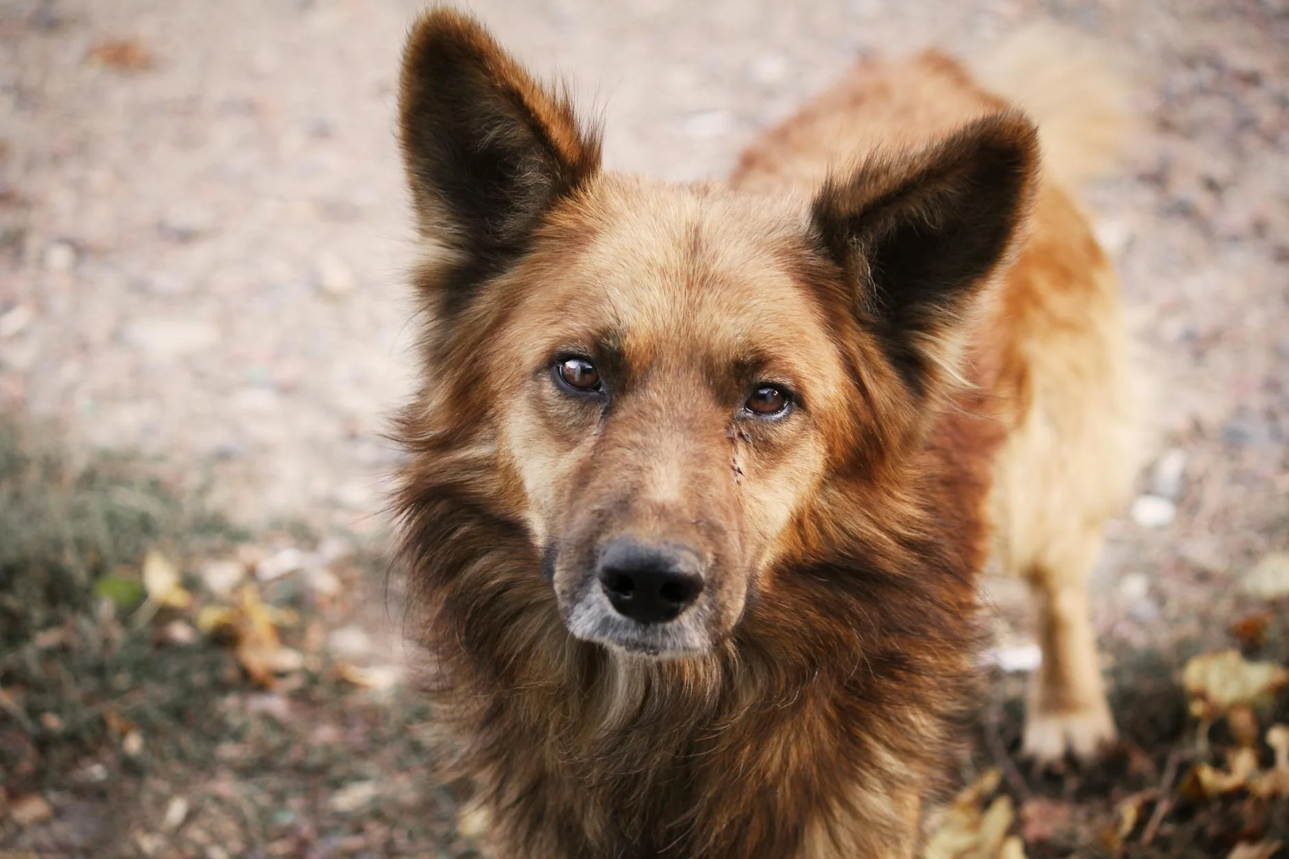 Heart-Tugging Gaze: Fluffy Stray Dog Portrait