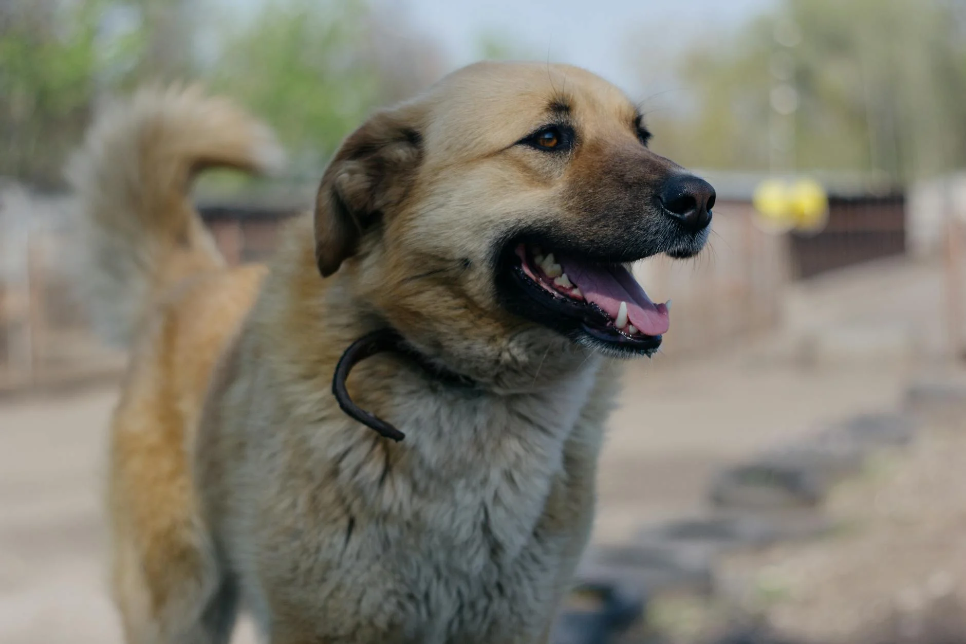 Charming Anatolian Shepherd's Joyful Outdoor Adventure