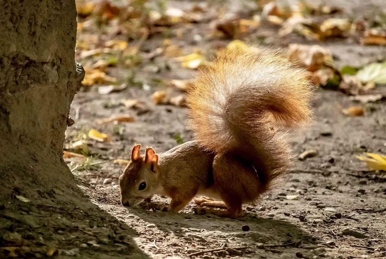 Charming Squirrel Foraging: Adorable Wildlife HD Wallpaper