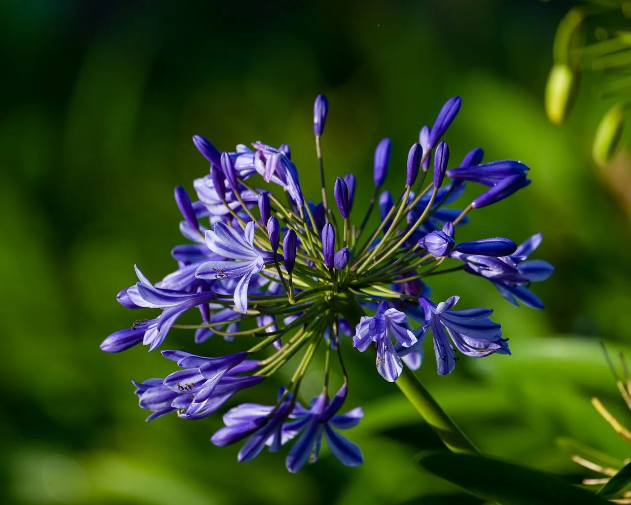 Vibrant Blue Agapanthus: A Summer Garden's Delicate Charm