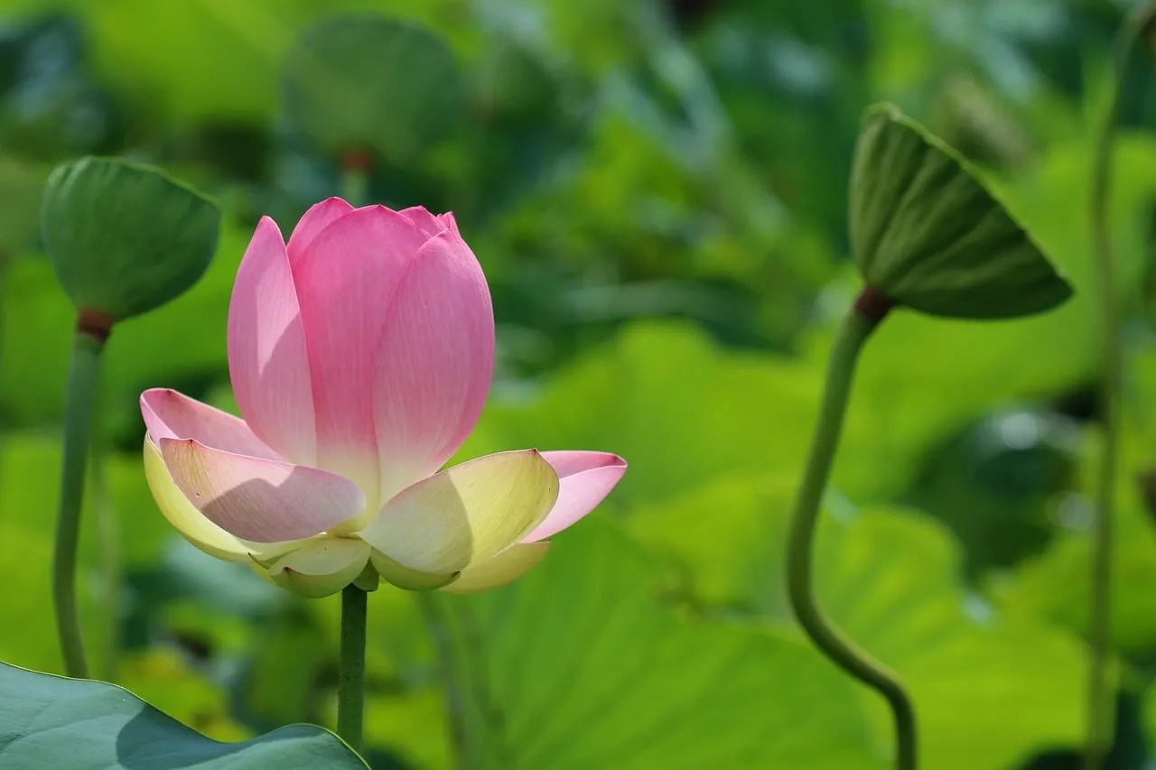 Vibrant Pink Lotus Blooming in a Serene Pond